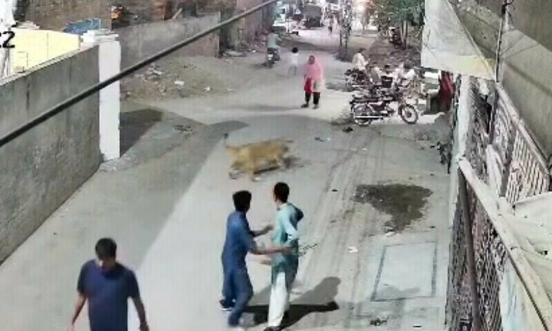 Escaped lion attacks woman and children in Lahore